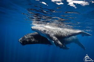 Sortie baleine à Mayotte