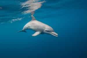 Sortie dauphin à Mayotte