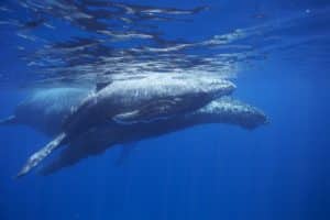 Photo sous-marine de baleines à bosse à Mayotte (Photo Mayotte Découverte)