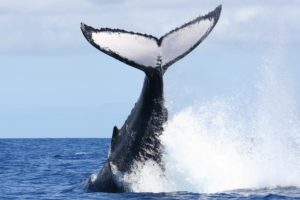Queue de baleine à bosse à Mayotte (Photo Mayotte Découverte)