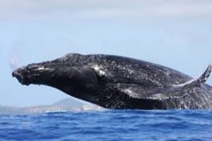 Gros plan sur un saut de baleine à bosse à Mayotte (Photo Mayotte Découverte)