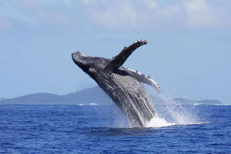 Saut de baleine à bosse à Mayotte (Photo Mayotte Découverte)