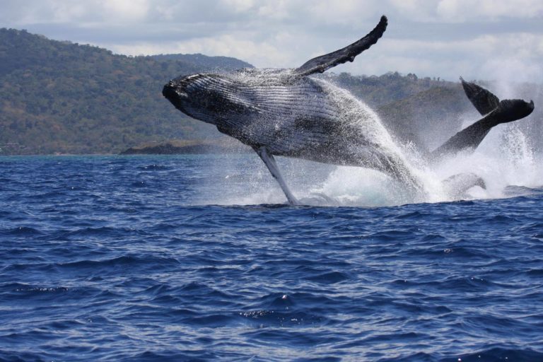 saut de baleines à bosse avec Mayotte Découverte