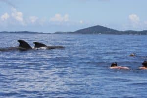 Nager avec les dauphins avec Mayotte Découverte