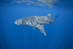 requin baleine à Mayotte