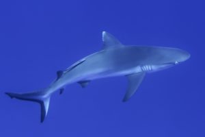 requin gris à Mayotte