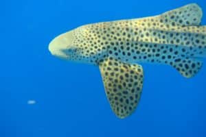 requin léopard à Mayotte