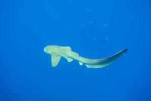 requin léopard à Mayotte