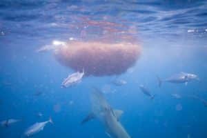 requin bouledogue à Mayotte