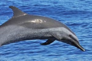saut de dauphins avec Mayotte Découverte