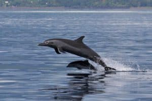 saut de dauphins avec Mayotte Découverte
