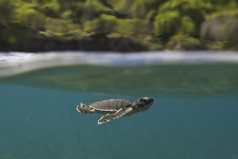 Emergence de tortue à Mayotte